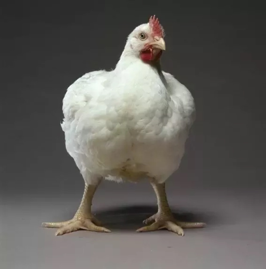 Broilers at Bamyet Farm