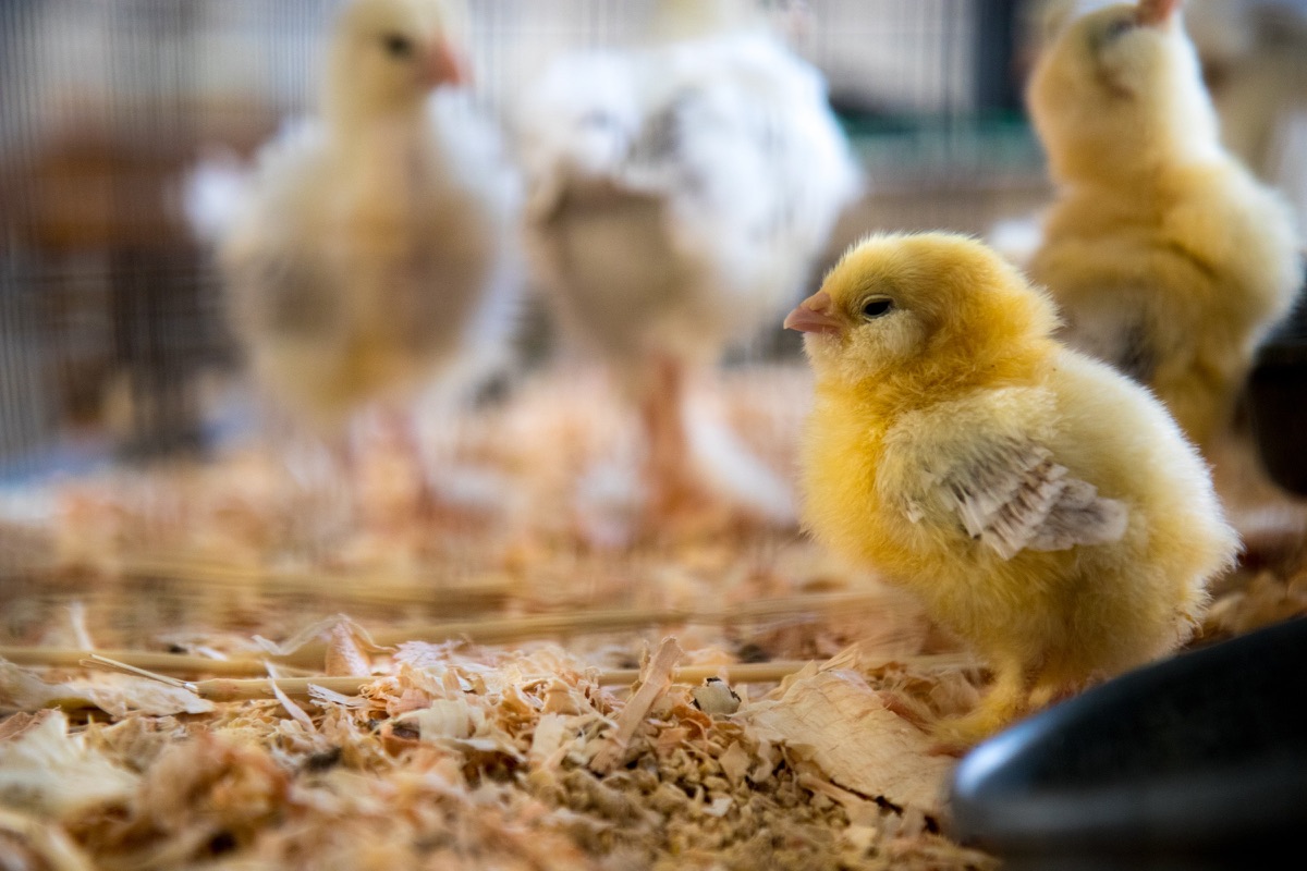 Day old Broilers at Bamyet Farm