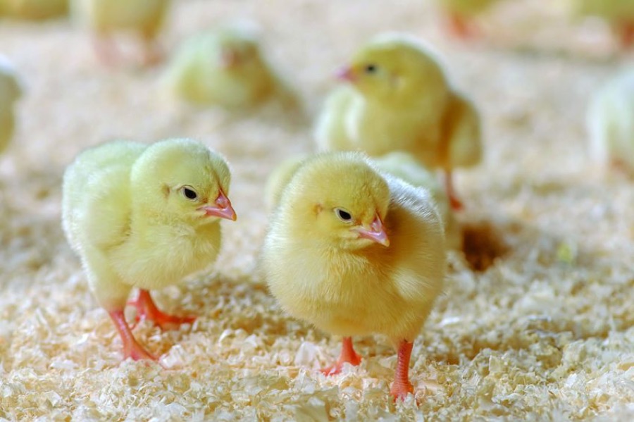 Young chicks at Bamyet Farm