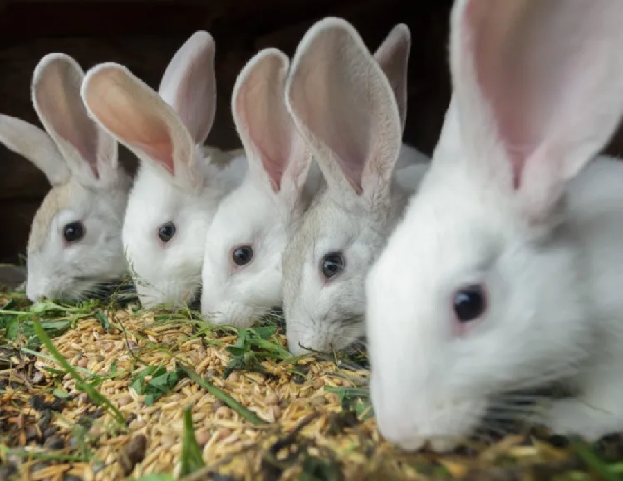 Rabbits at Bamyet Farm