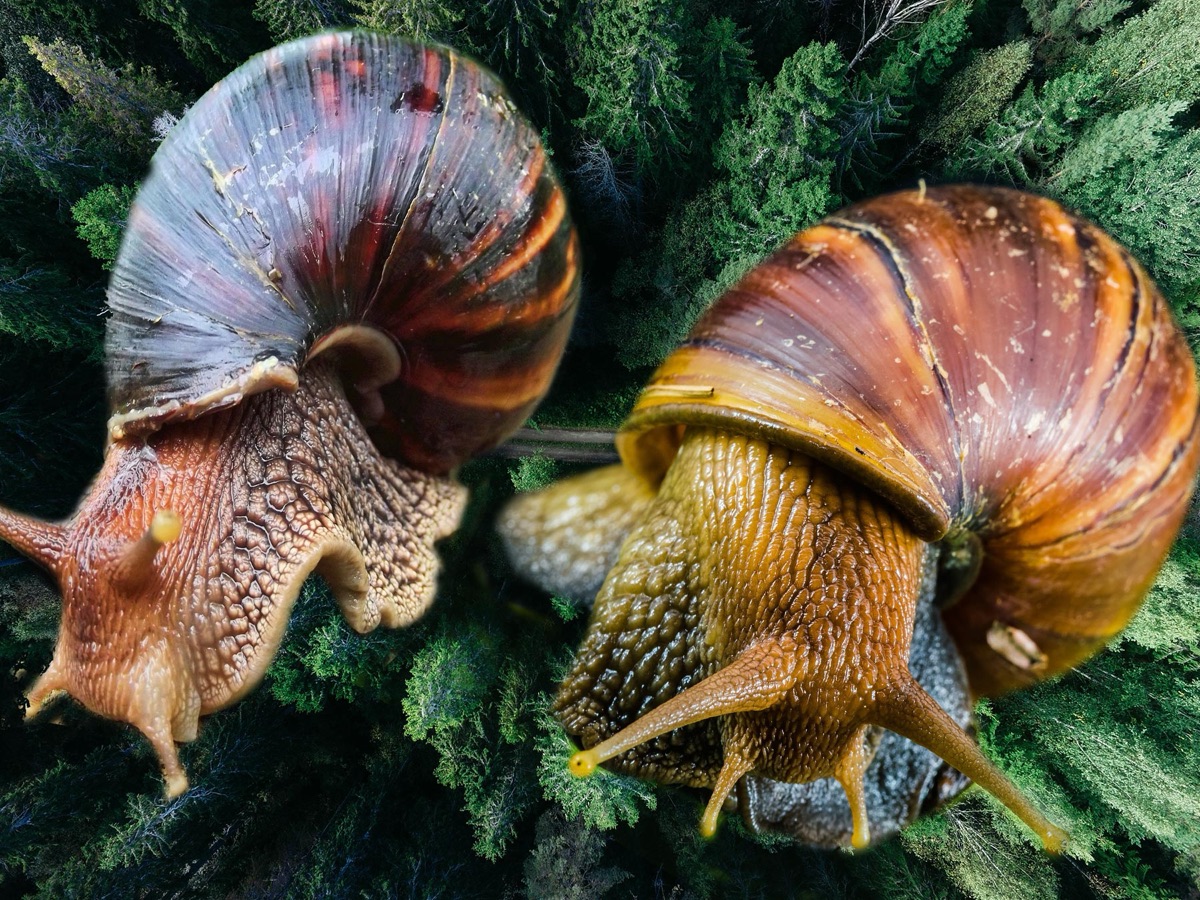 Snails at Bamyet Farm